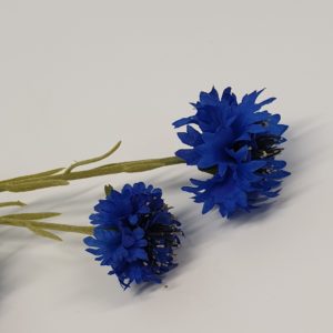 Cornflower