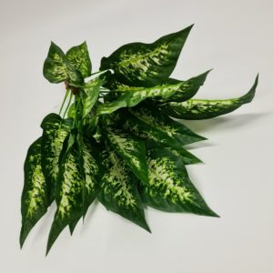 Diffenbachia Exotica Bush