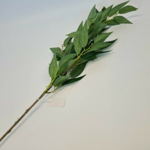 Ficus Benjamen