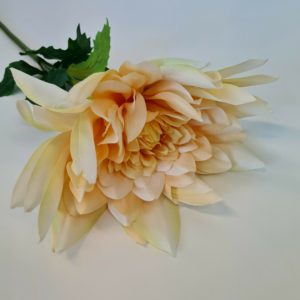 Dahlia Large Peach