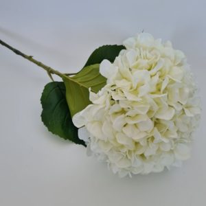 Hydrangea Large White