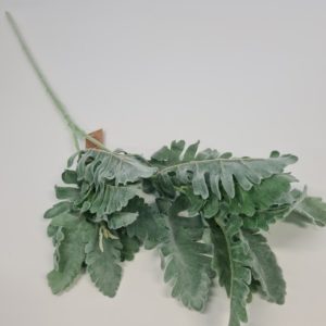 Dusty Miller Long