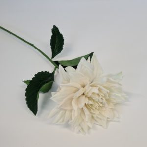 Dahlia Cream