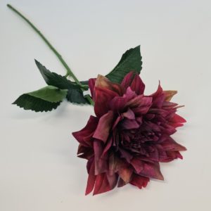 Dahlia Burgundy