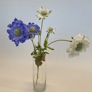 Scabious