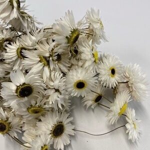 ACROLINIUM WHITE