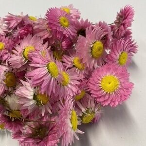 ACROLINIUM PINK
