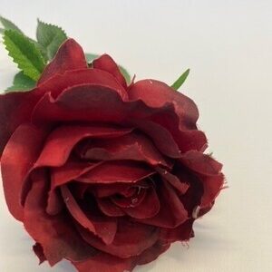 Rose Burgundy open