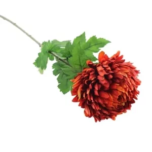 CHRYSANTHEMUM ORANGE